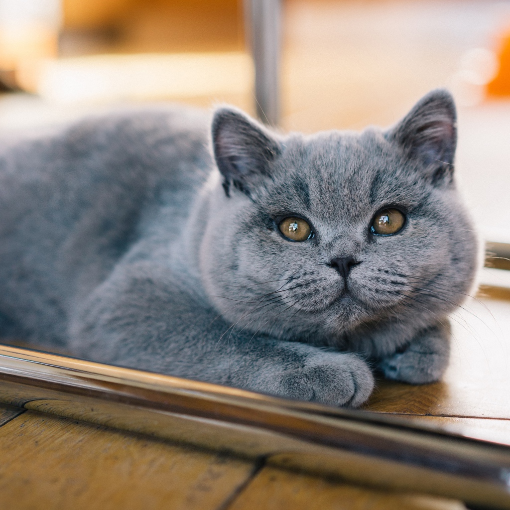 Серый британский котенок лежит на полу 