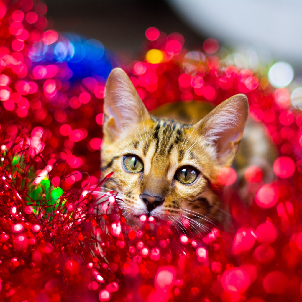 Серый кот прячется в красной мишуре