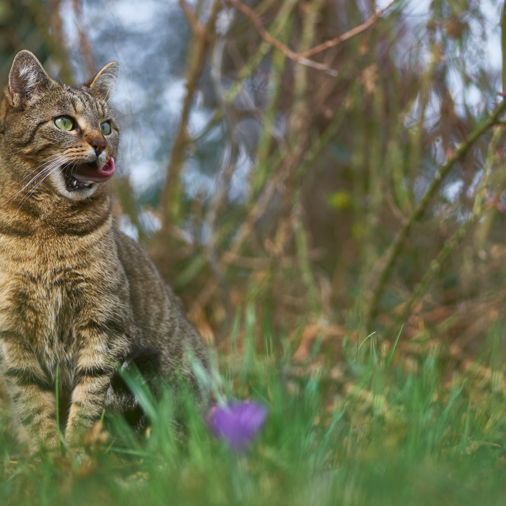 Серый кот сидит в зеленой траве 