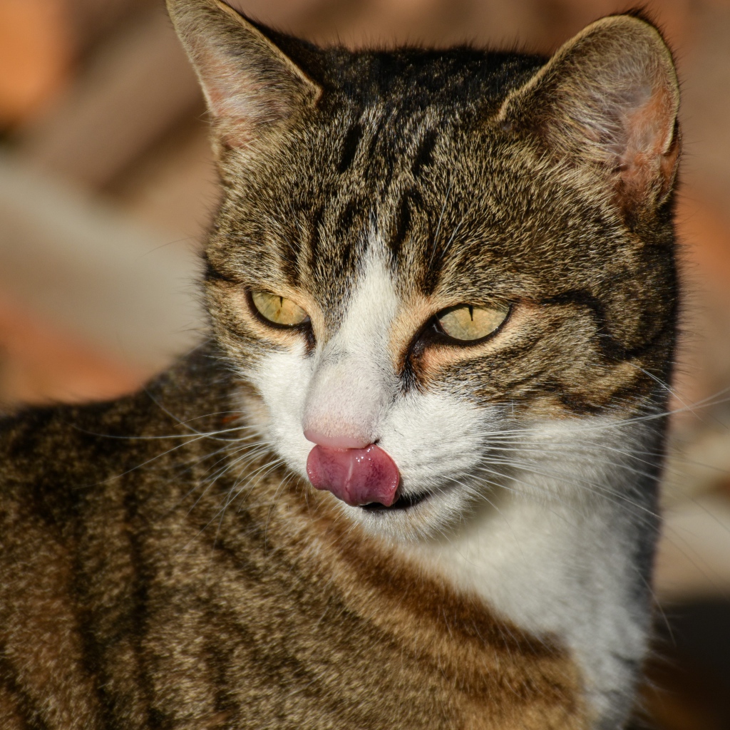 Серый кот с высунутым языком 