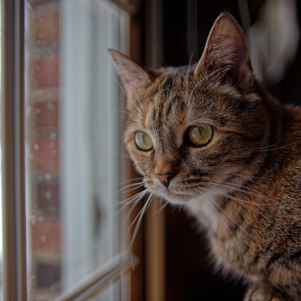 Серый домашний кот смотрит в окно