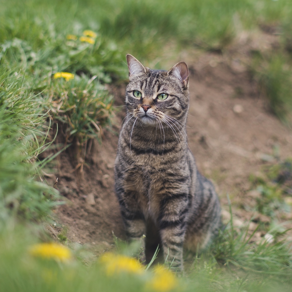 Серый полосатый кот охотится в зеленой траве 