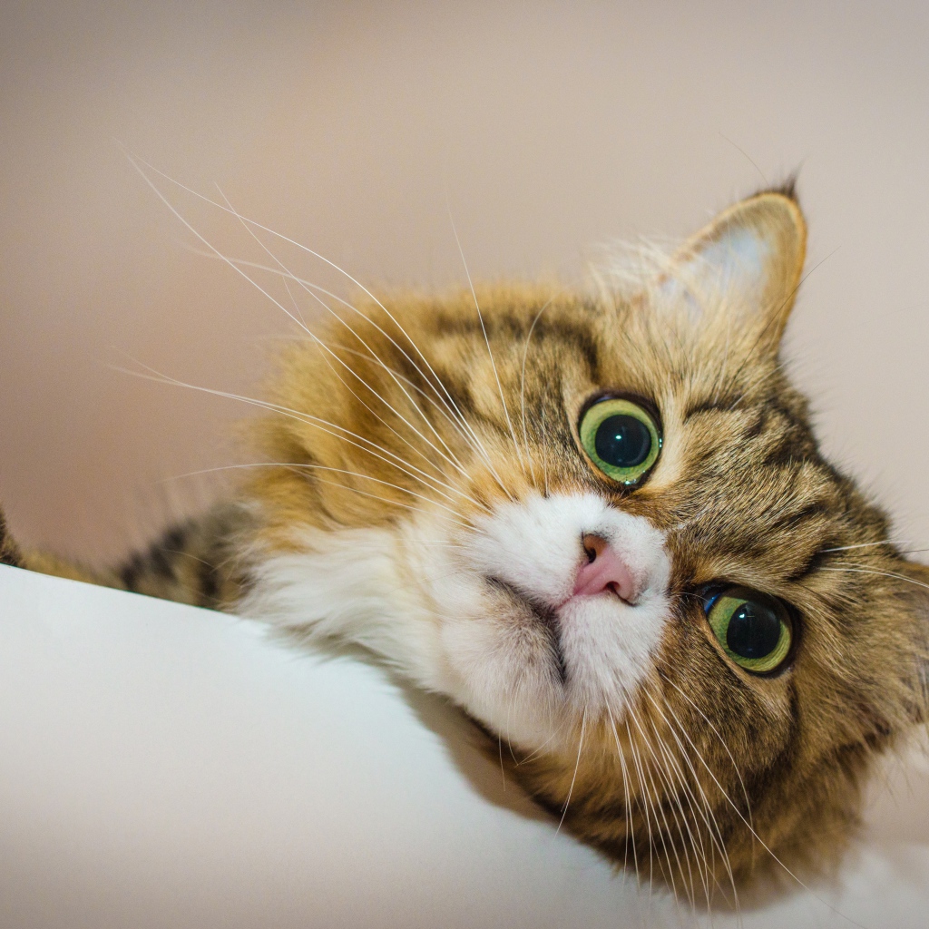 Зеленоглазый пушистый кот лежит на кровати