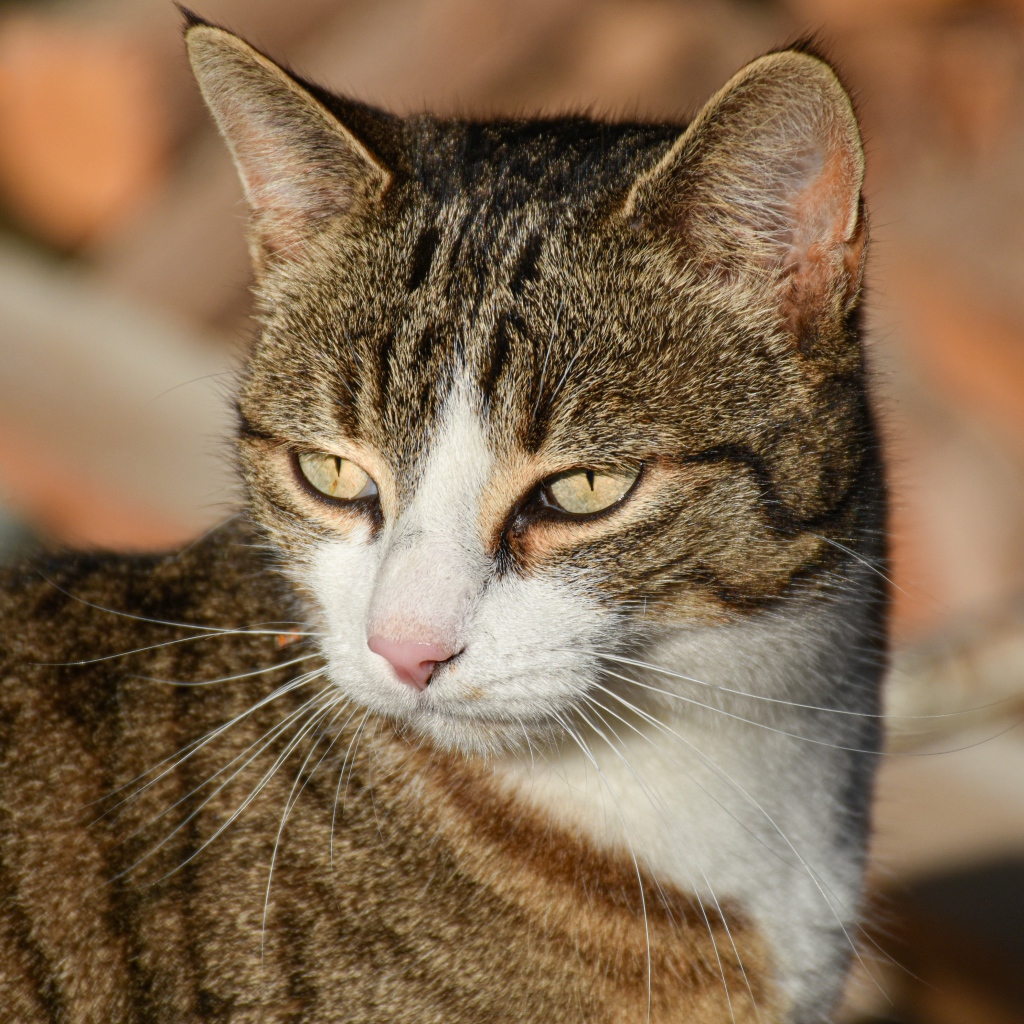 Голова серого кота с розовым носом