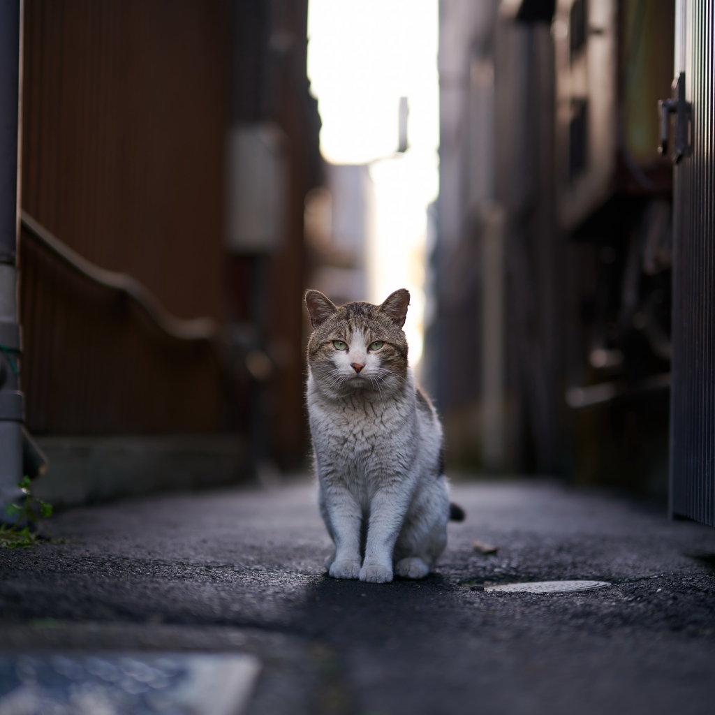 Бездомный кот сидит на улице