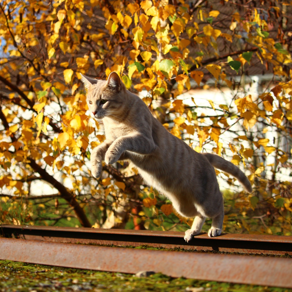 Прыжок рыжего кота на улице осенью 