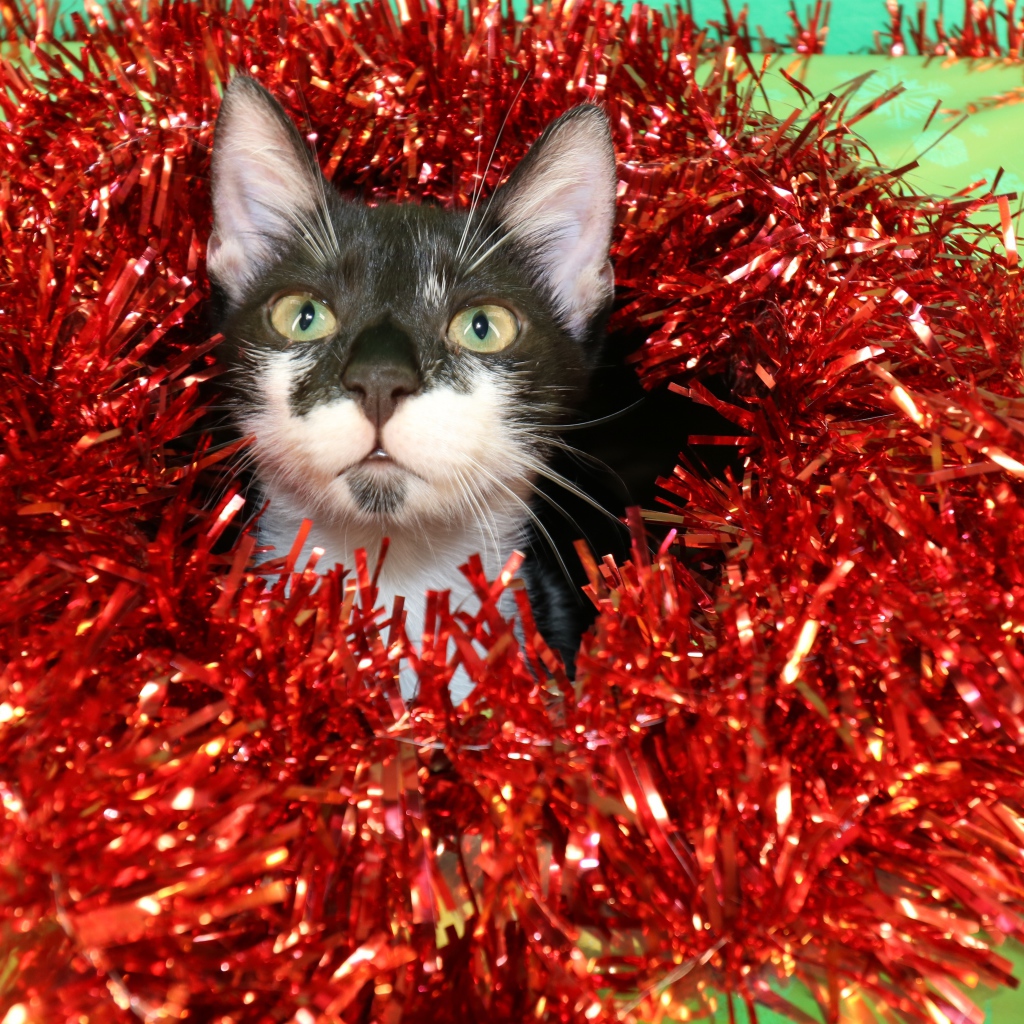 Kitten in red tinsel for the new year