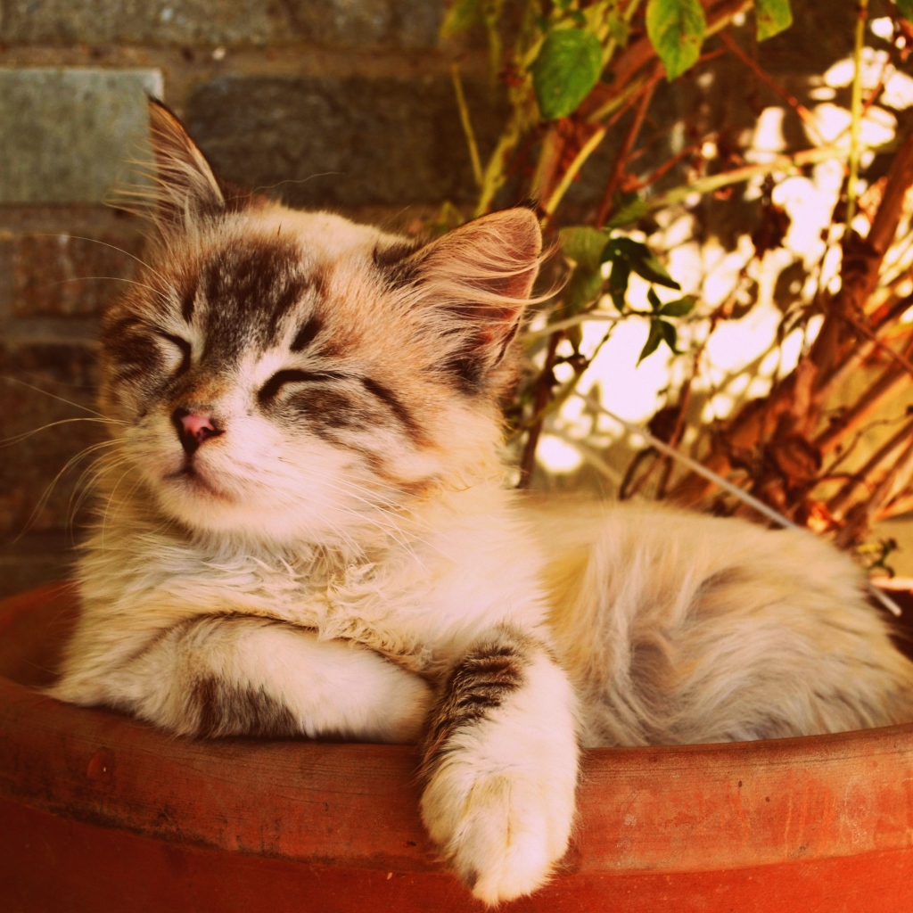 Котенок спит в горшке с цветком