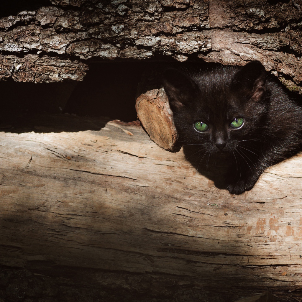 Маленький черный котенок прячется в дровах 