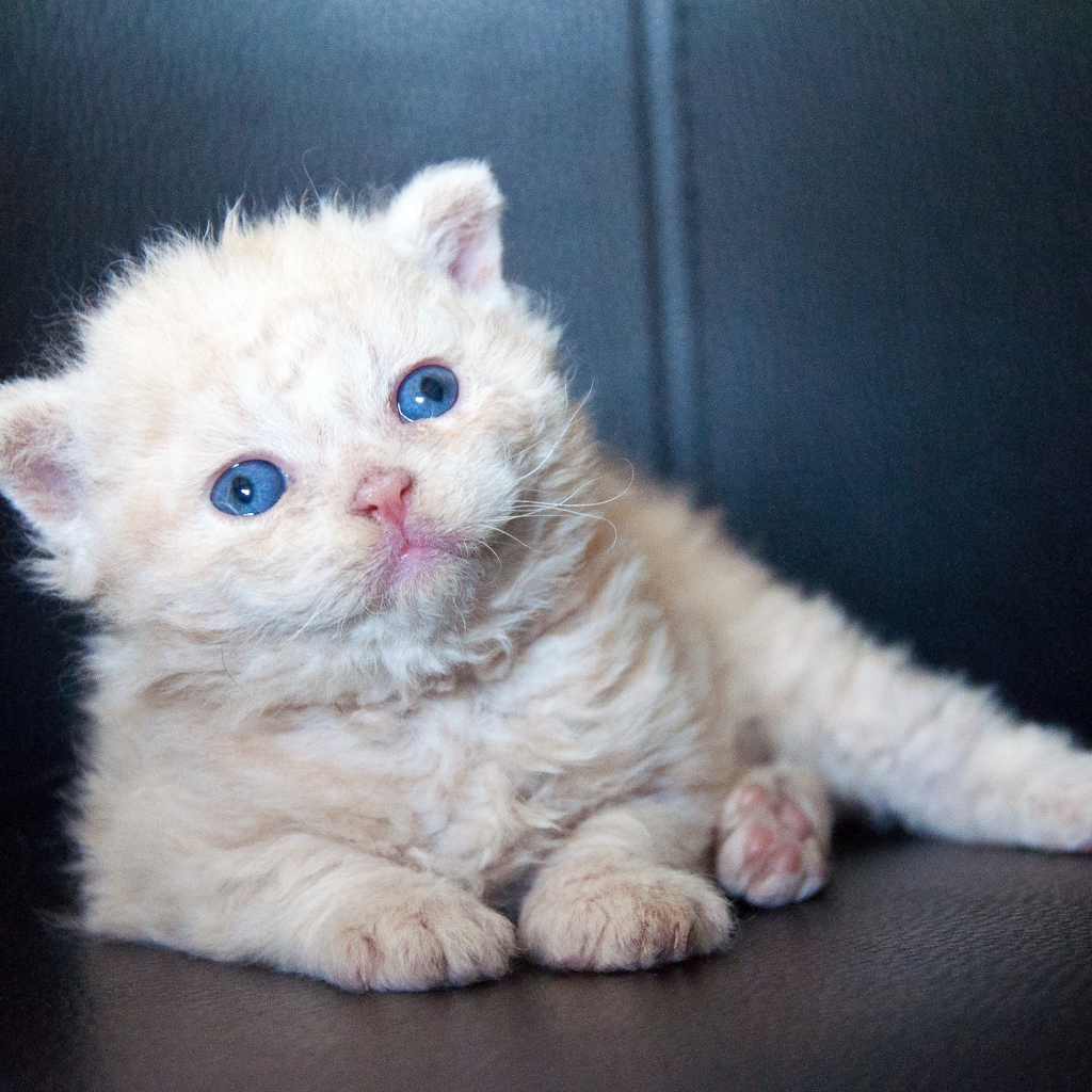 Маленький голубоглазый котенок лежит на черном диване