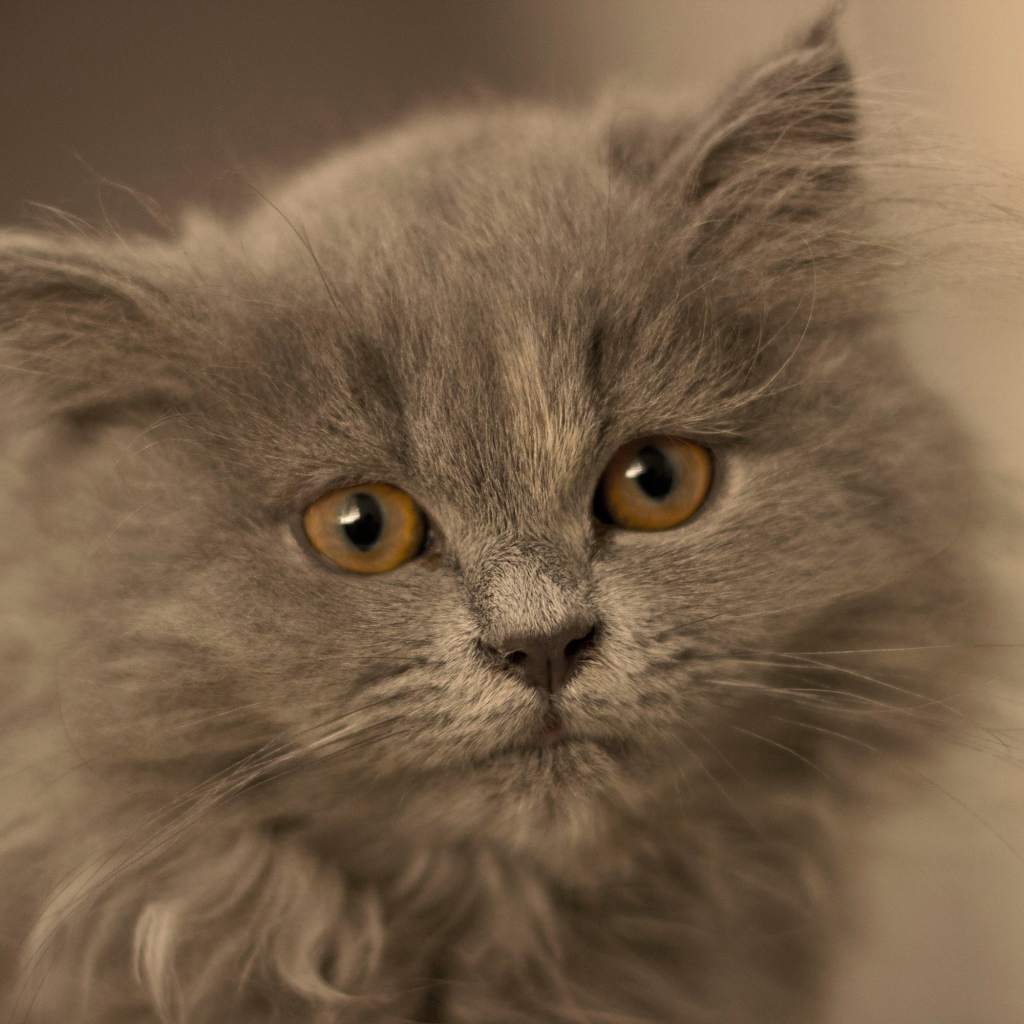 Маленький пушистый пепельный котенок крупным планом