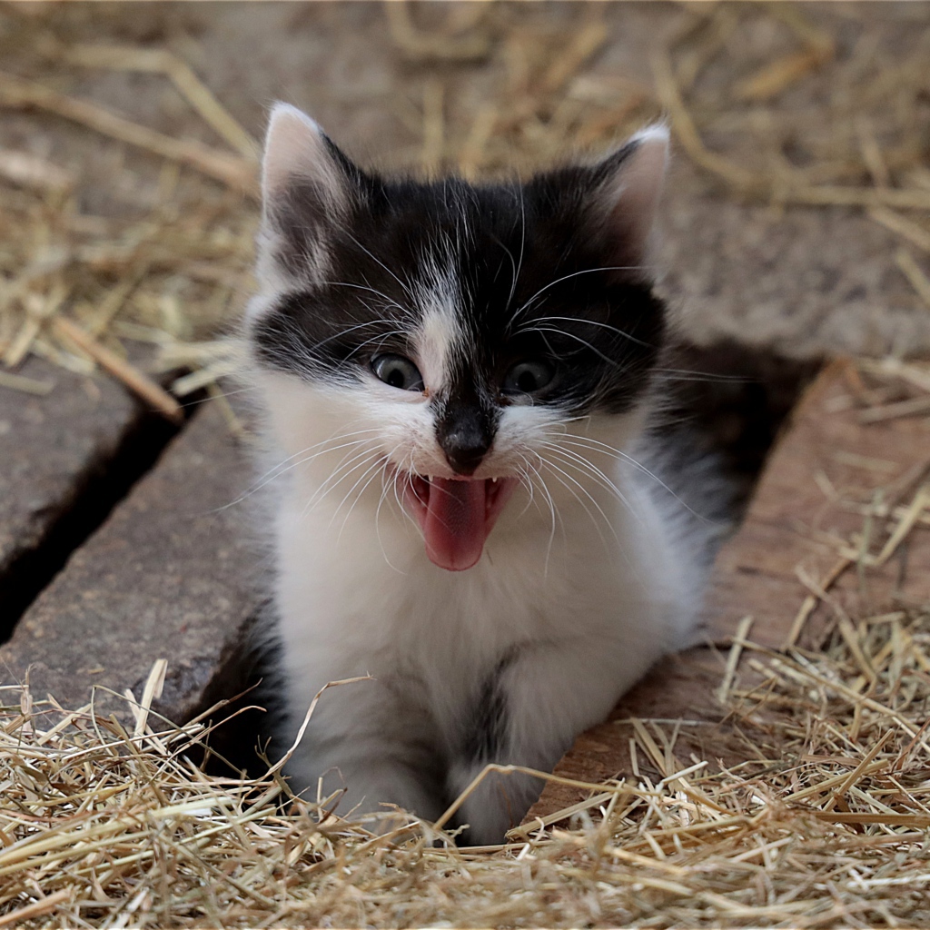 Little funny black and white kitten yawns