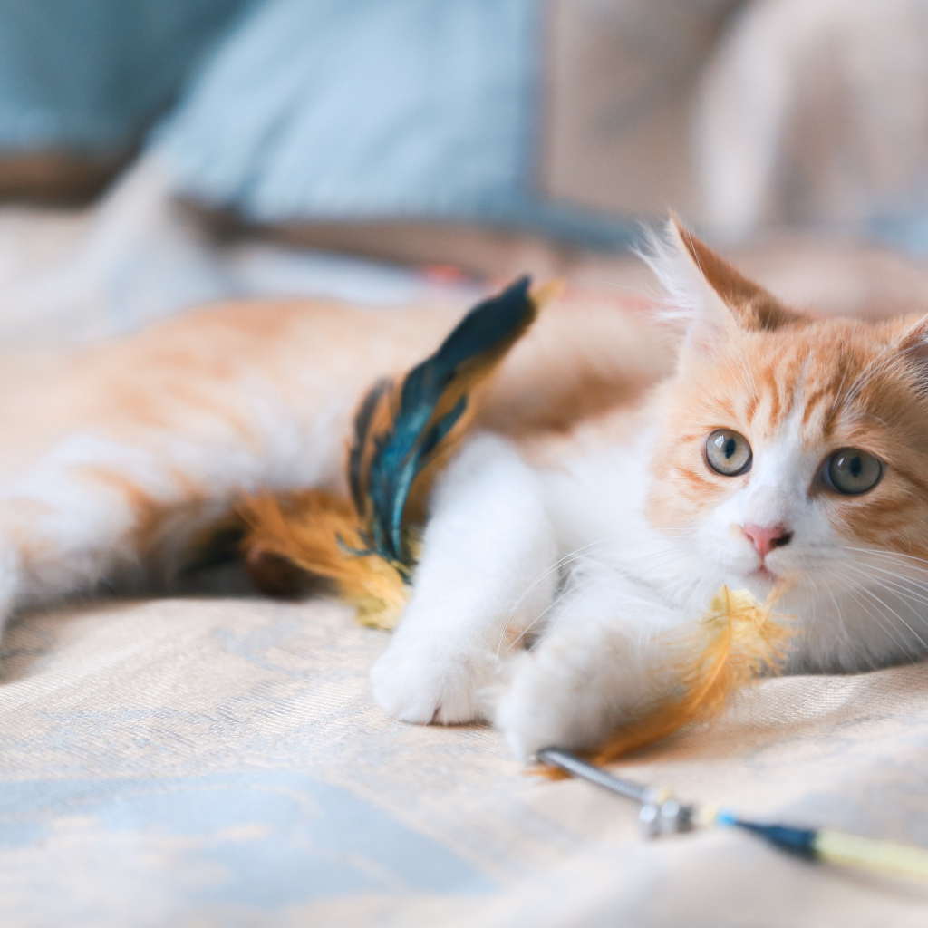 Маленький рыжий котенок с игрушкой на диване 