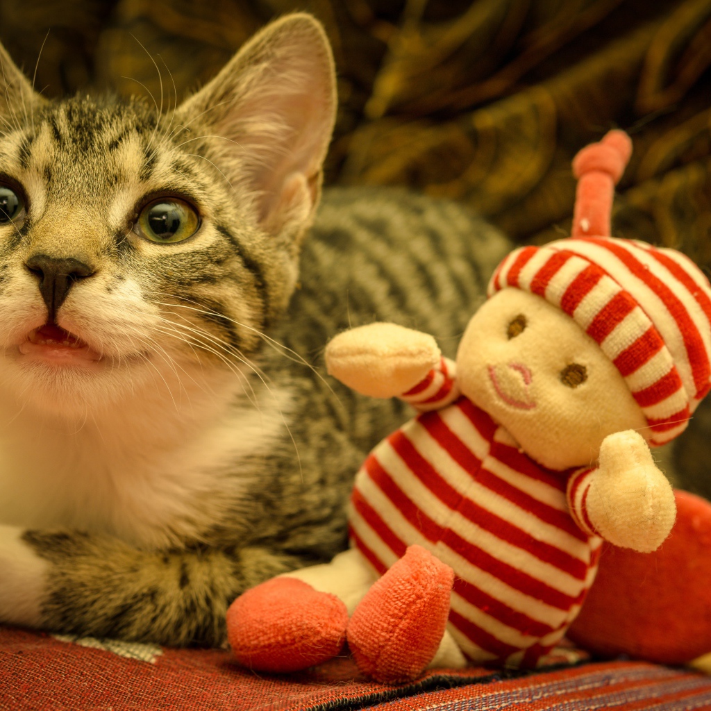 Маленький серый котенок с игрушкой