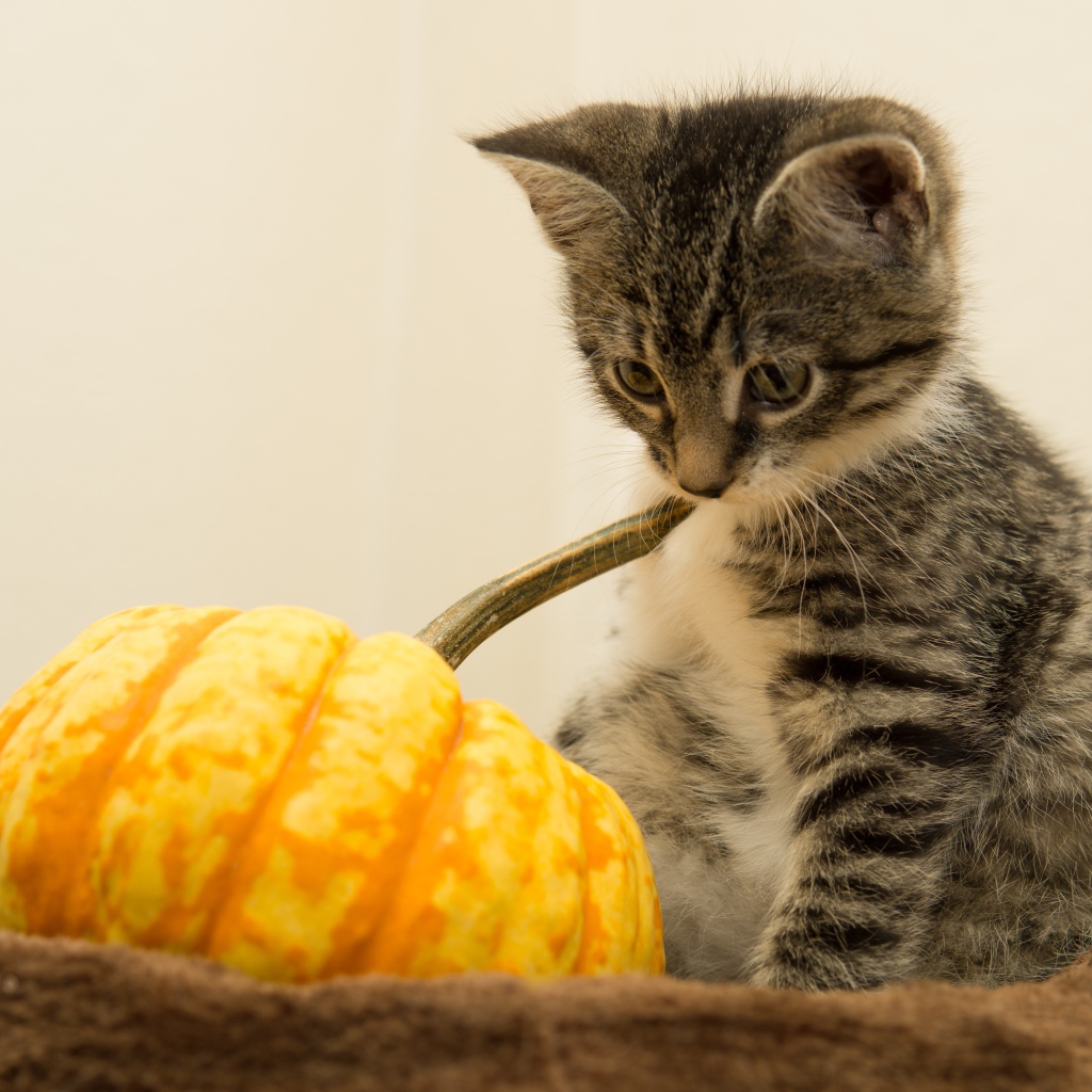 Маленький котенок с тыквой