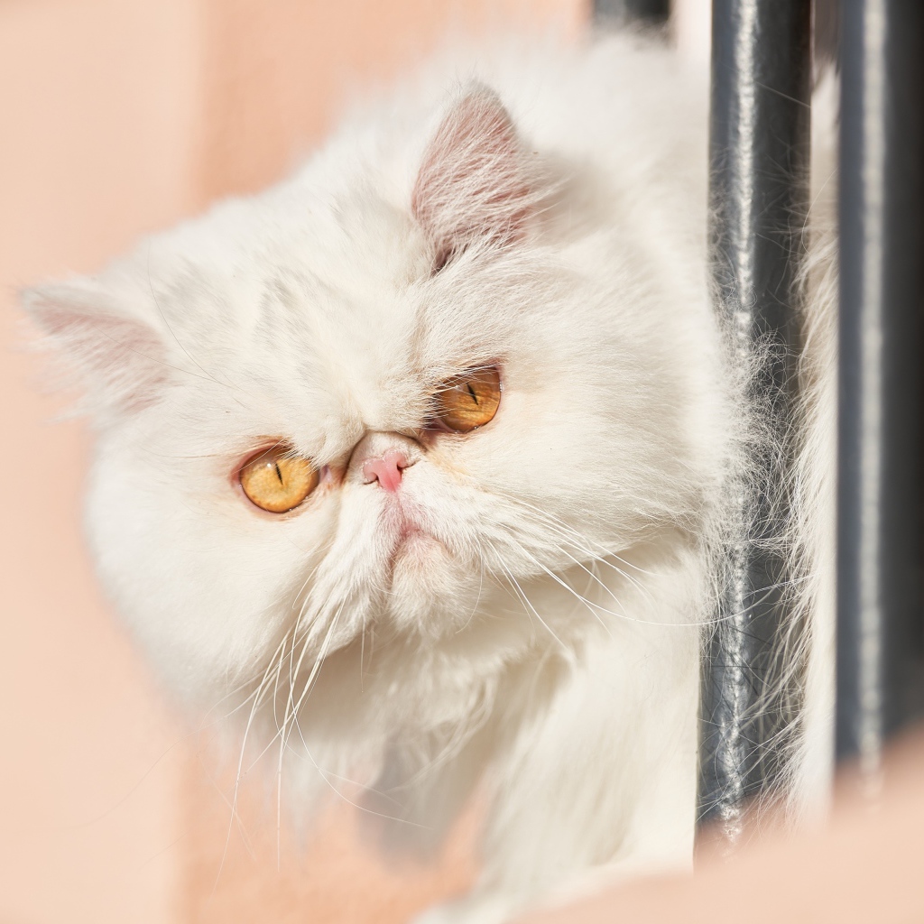 Морда белого персидского кота крупным планом 