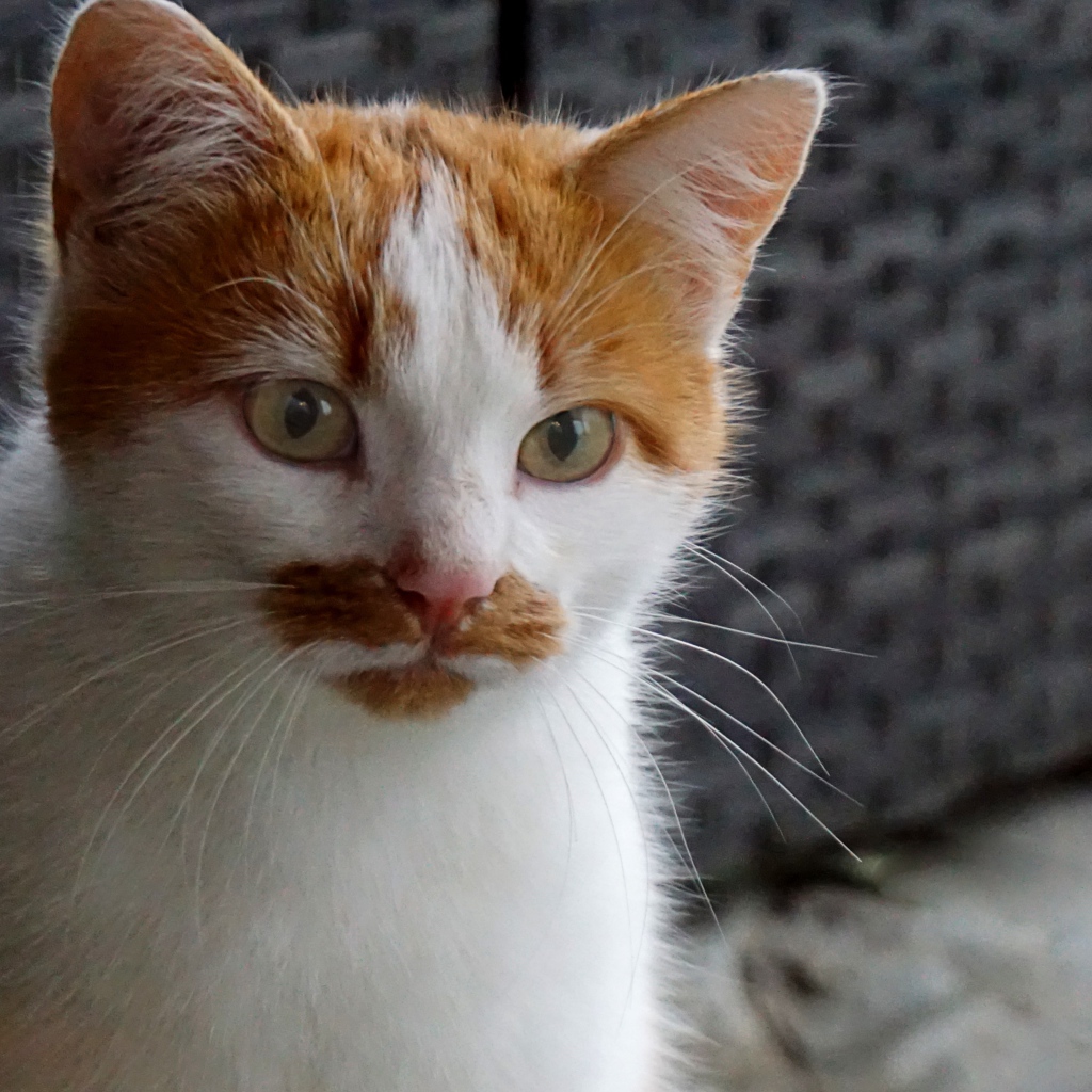 Рыжий с белым кот сидит на диване 