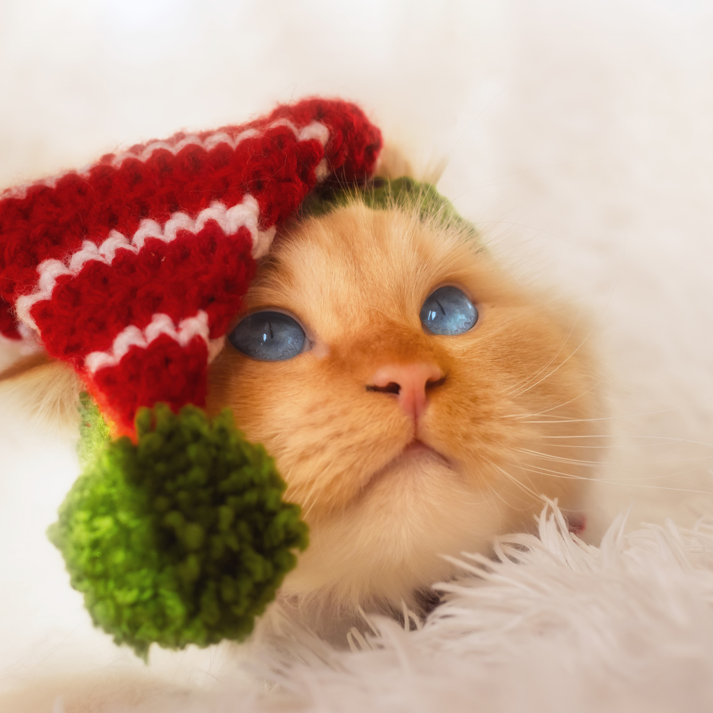 Рыжий кот в смешном колпаке