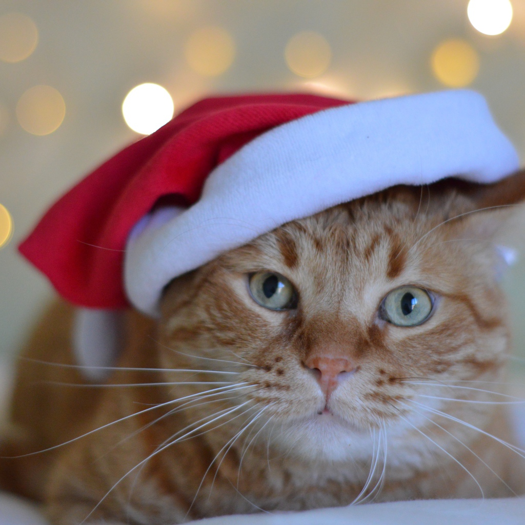 Red cat in red Santa Claus hat