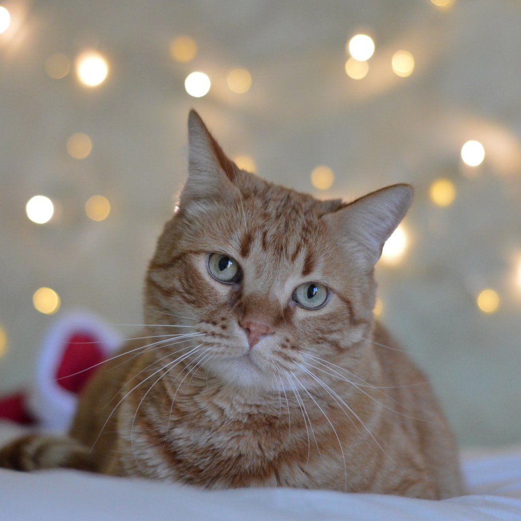 Грустный рыжий кот на фоне стены 