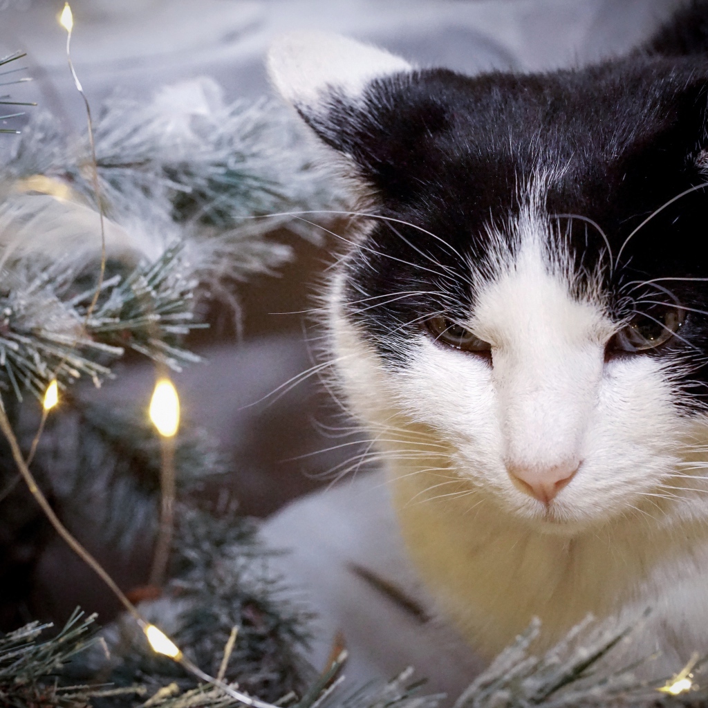 Серьезный кот сидит у ели с герляндой 