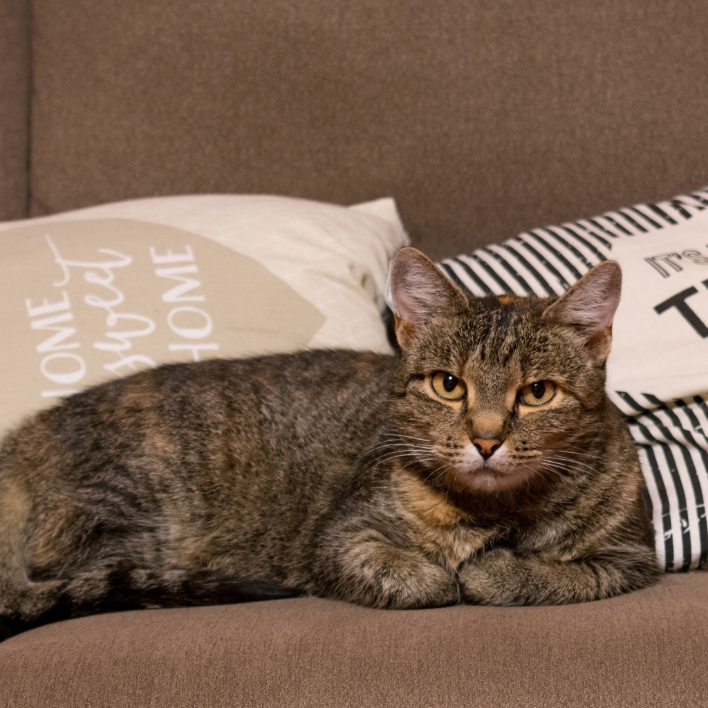 Серьезный серый домашний  кот лежит на диване