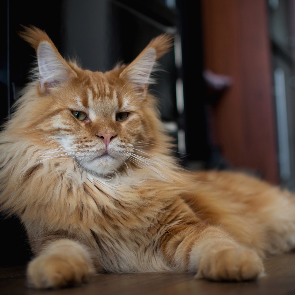 Серьезный рыжий кот мейн кун