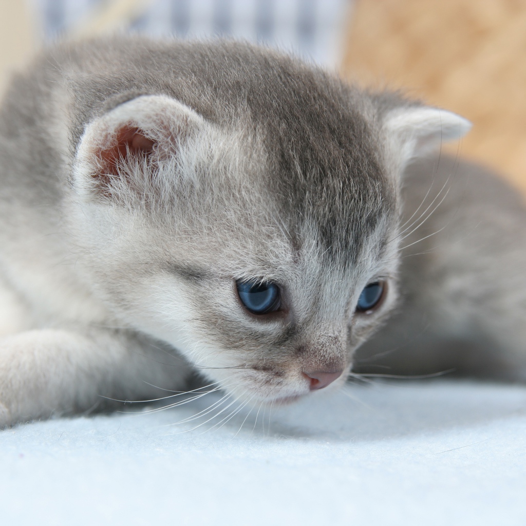 Маленький серый котенок на белом покрывале 