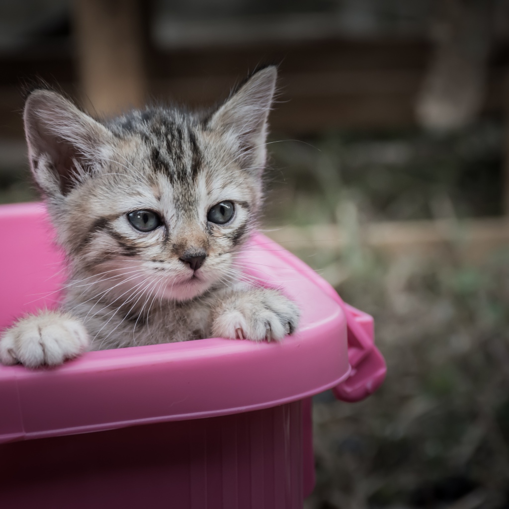 Маленький серый котенок сидит в розовом тазике
