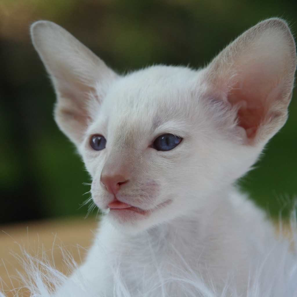 Маленький белый котенок с большими ушами 