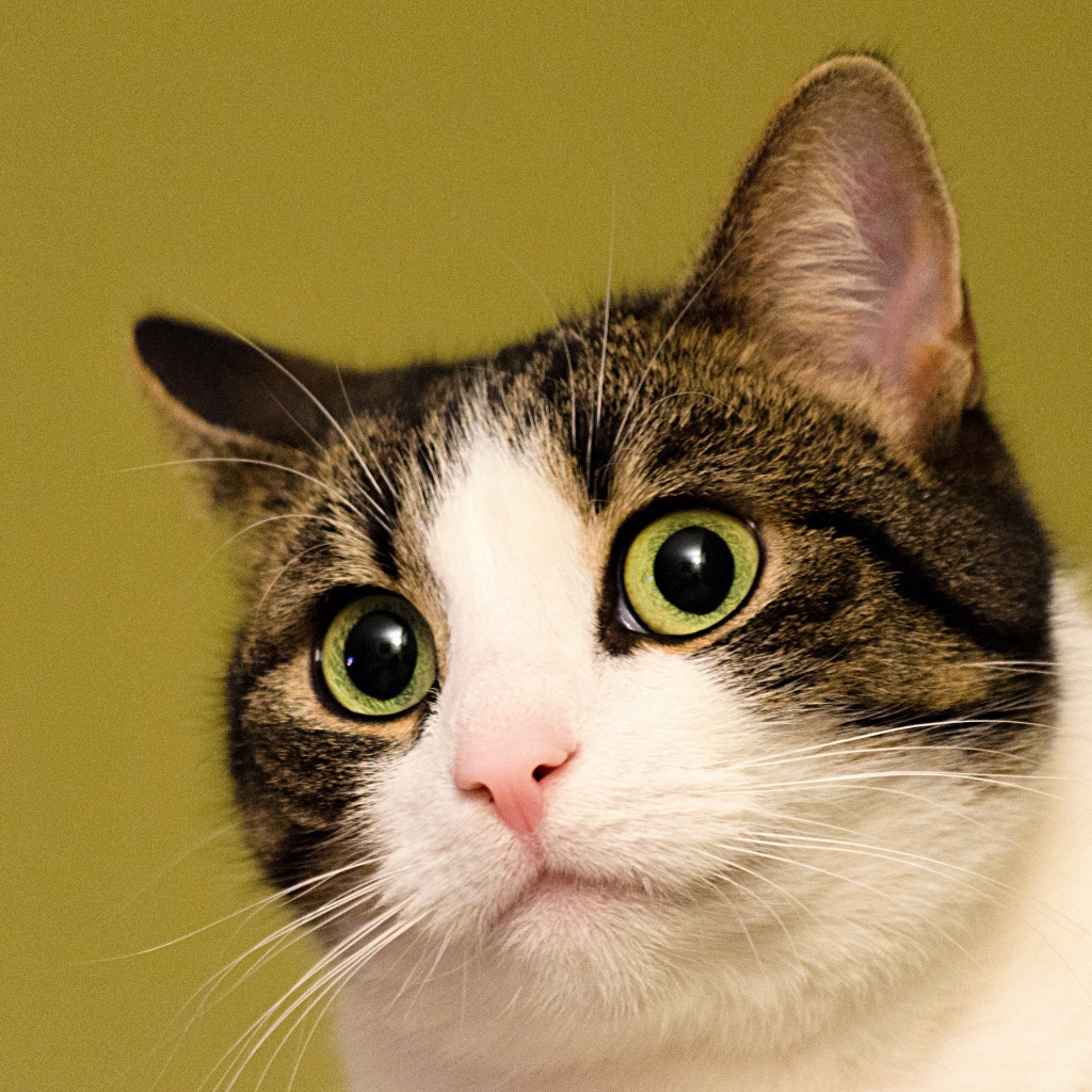 Удивленный кот на желтом фоне 