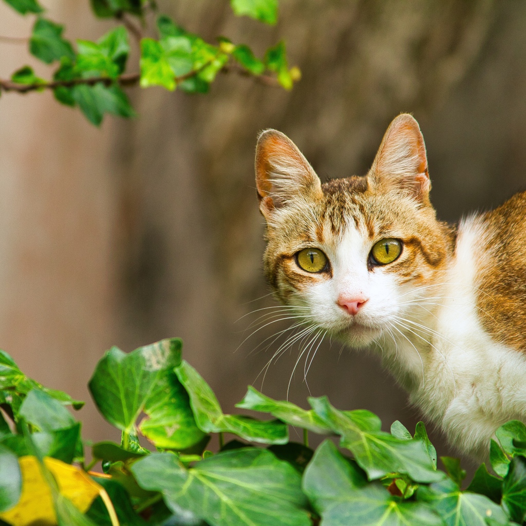 Удивленный кот сидит в зеленых листьях