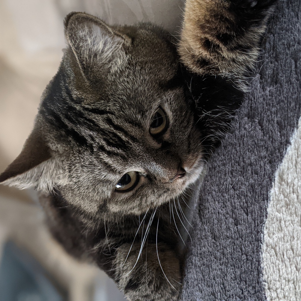 Полосатый серый кот лежит на покрывале