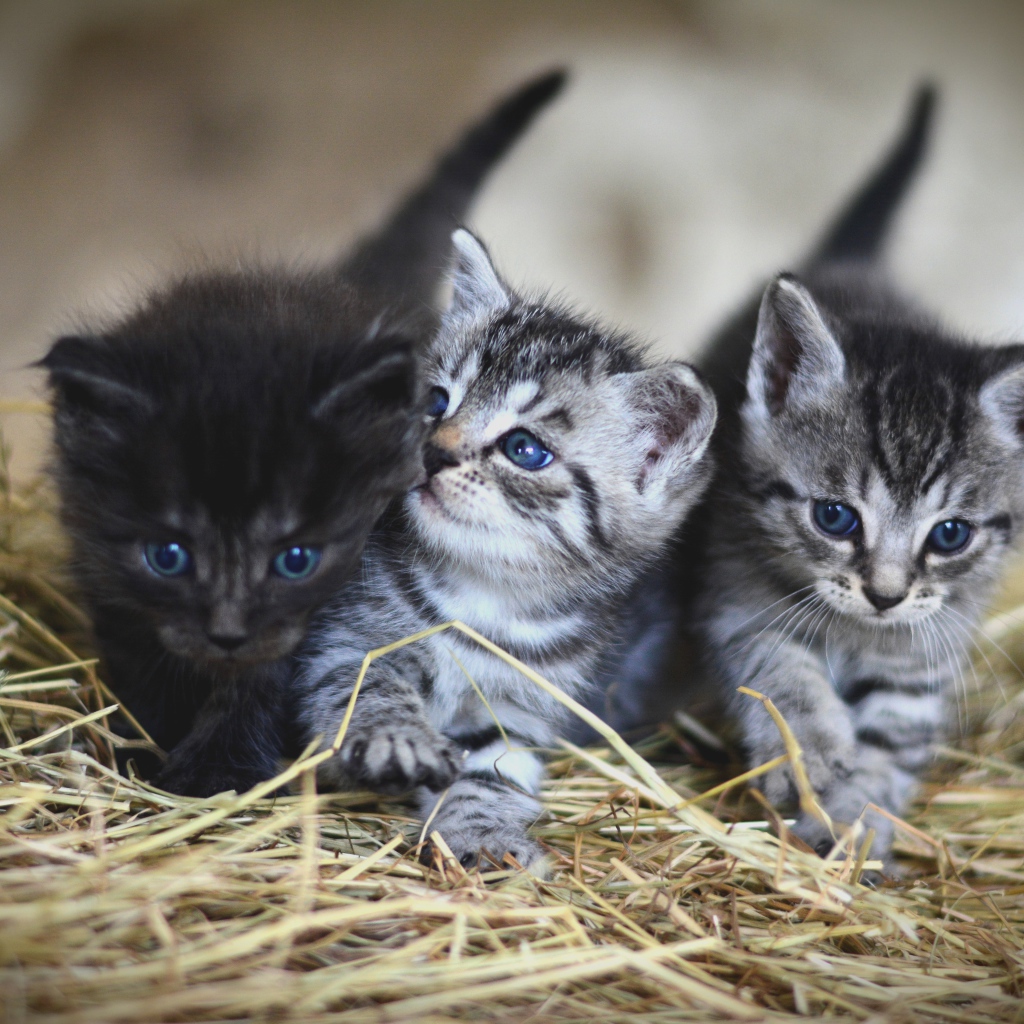 Три маленьких котенка на сене