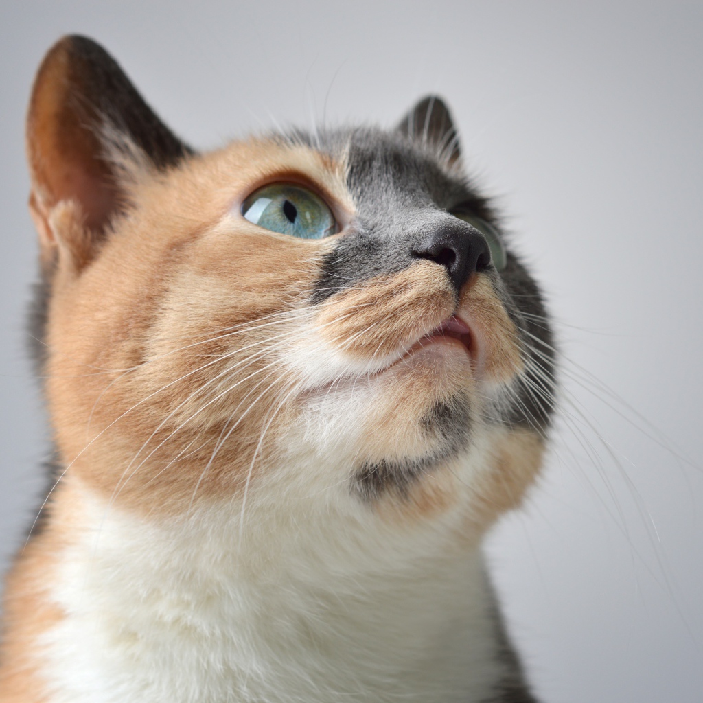 Голова трехцветной кошки на сером фоне