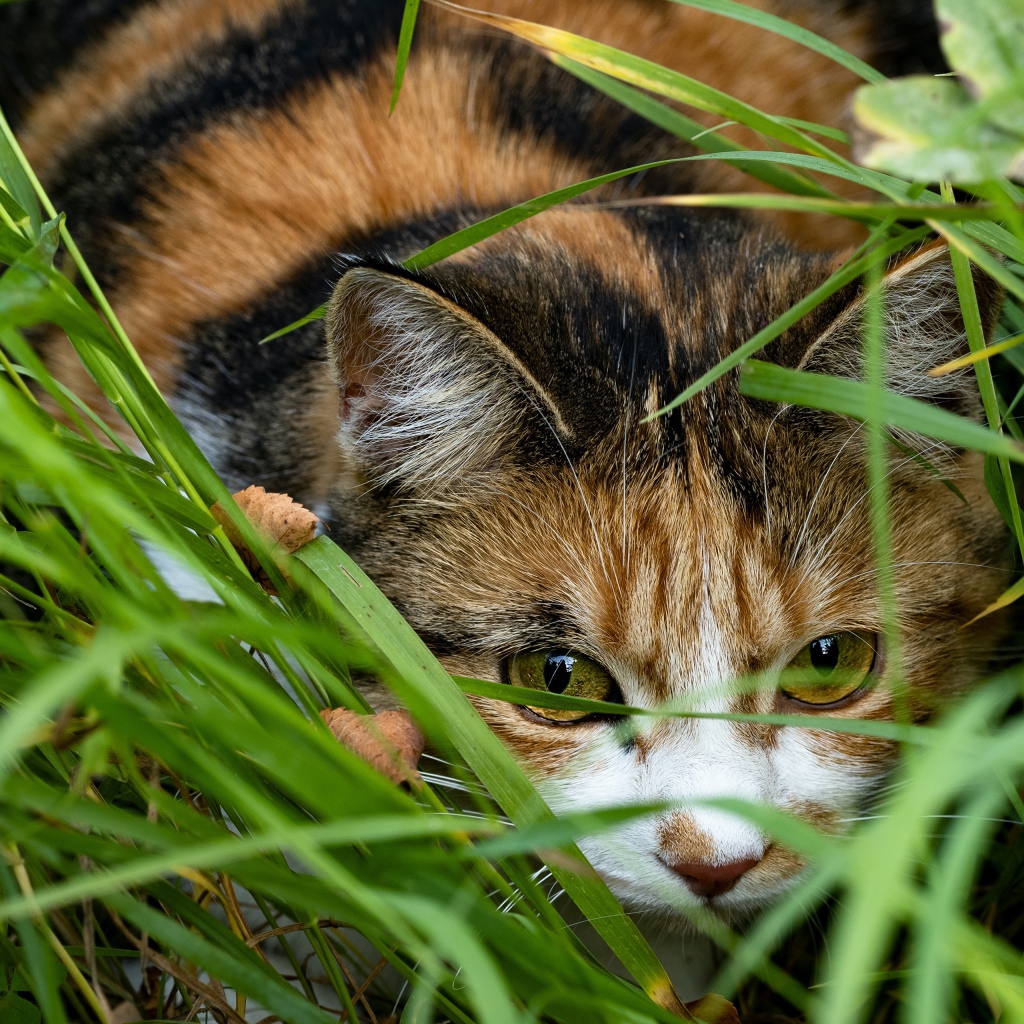 Трехцветная кошка прячется в зеленой траве