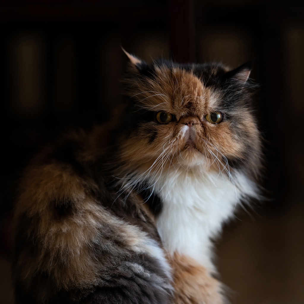 Трехцветная персидская кошка