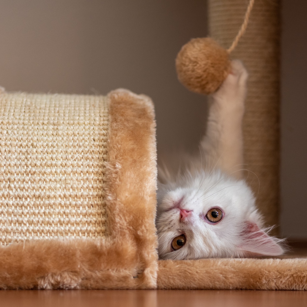 Белый кот играет с шариком