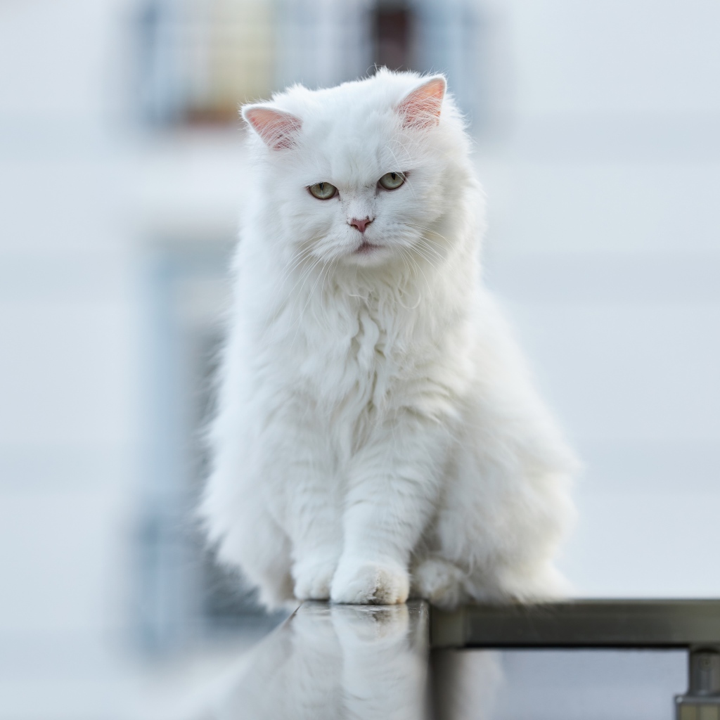 Белый кот сидит на перилах 