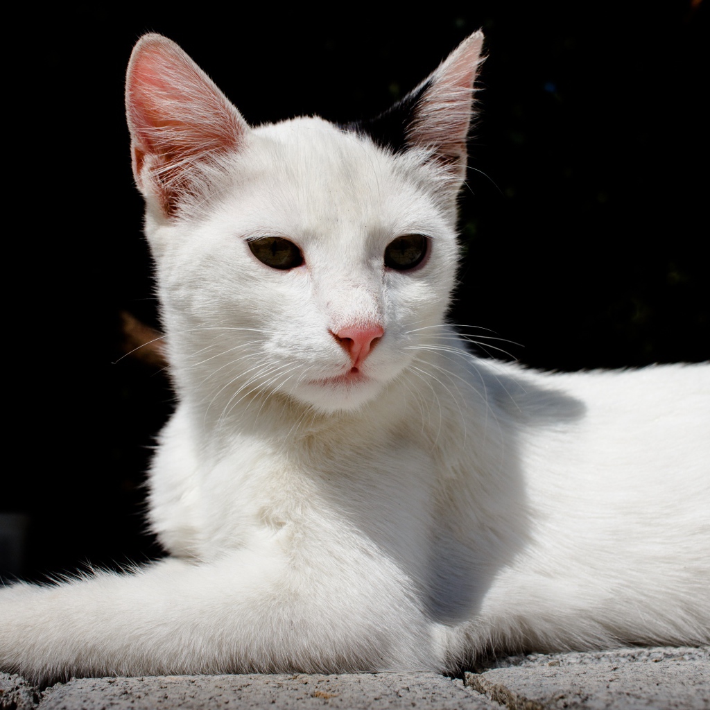 Белый кот спит на камнях на черном фоне
