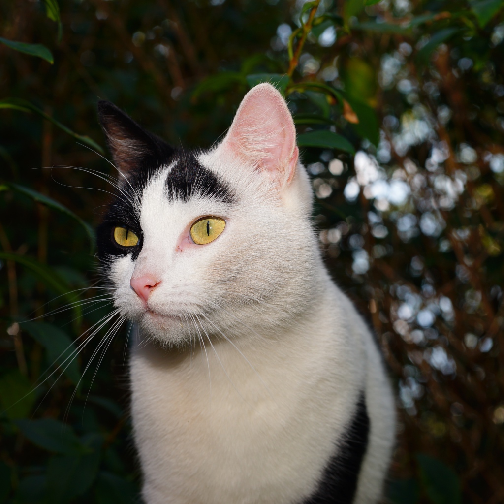 Белый с черными пятнами кот в саду