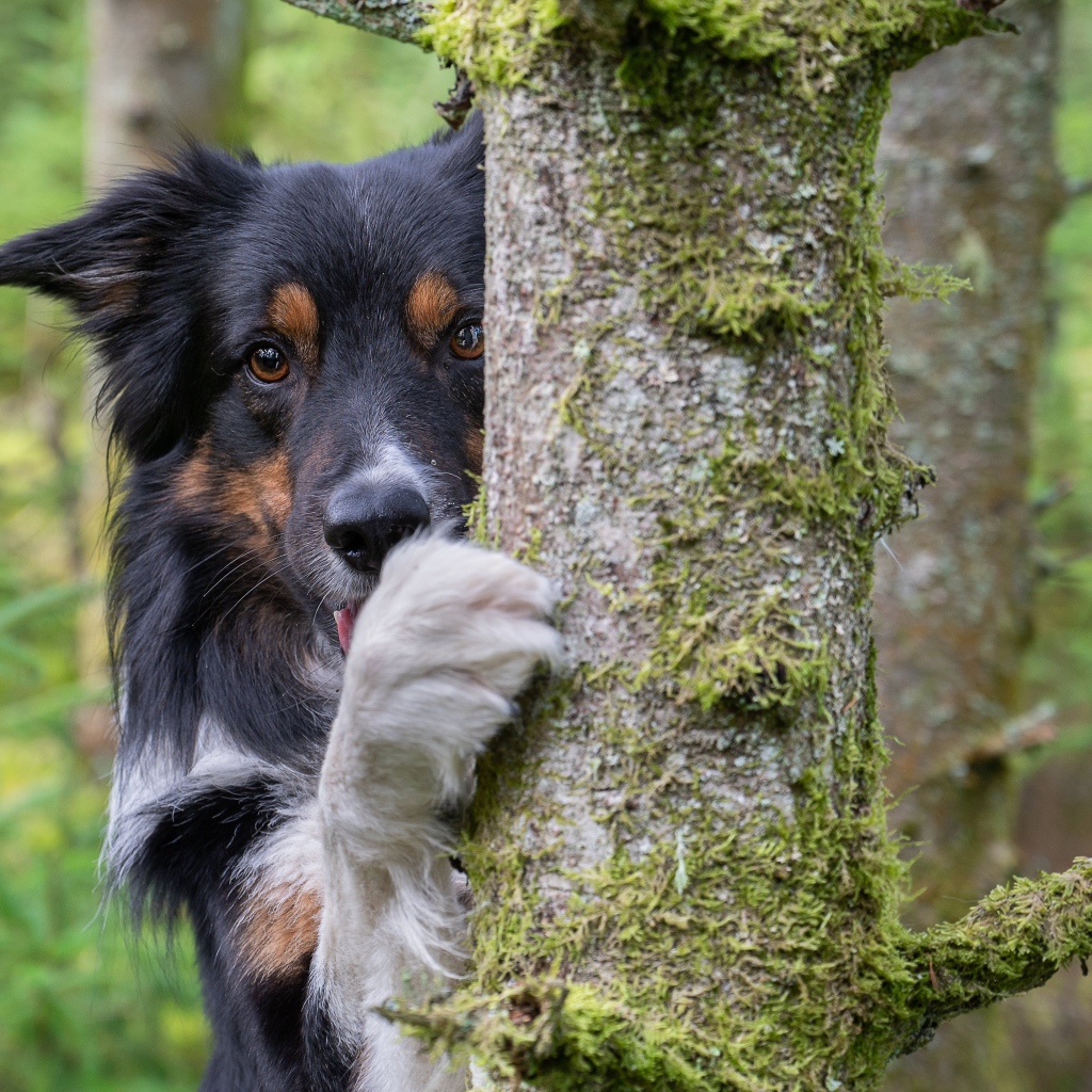 Собака породы  Бордер-Колли стоит у покрытого мхом дерева