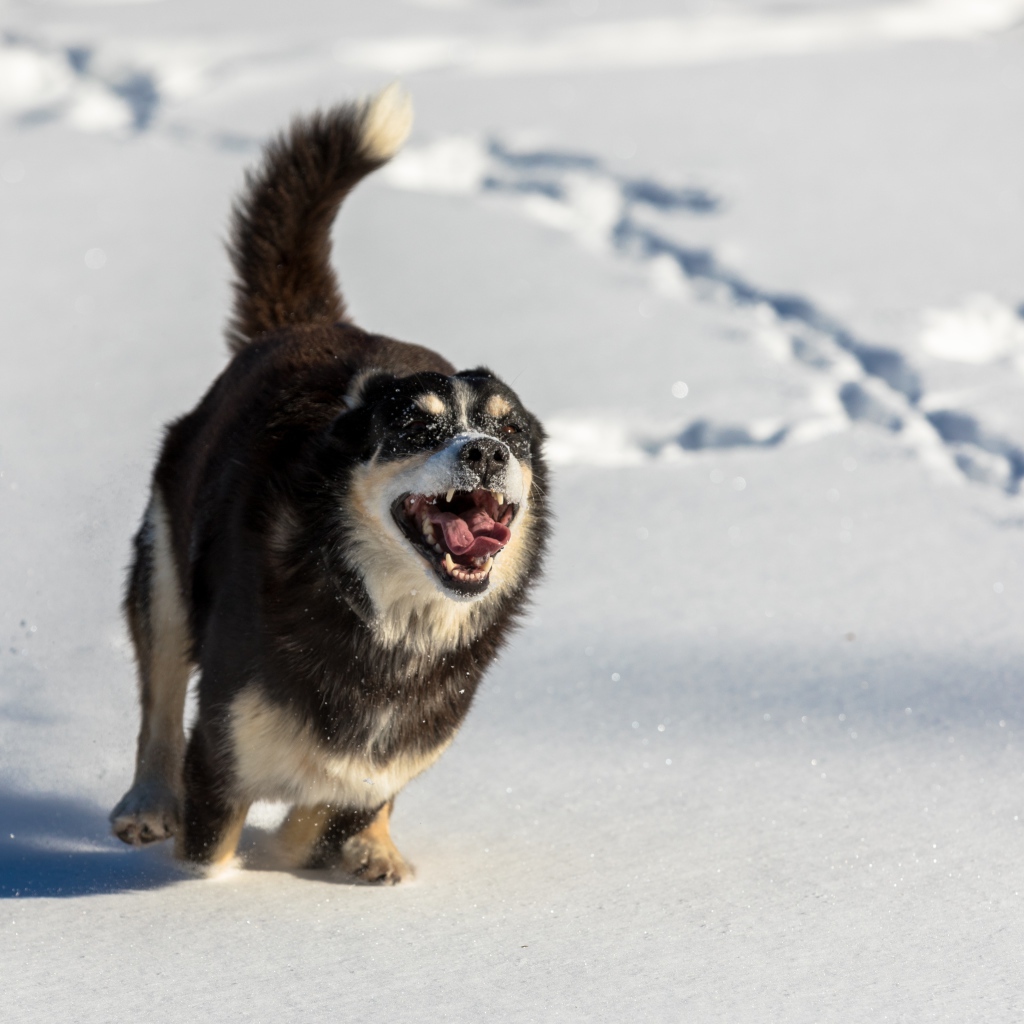 Веселая собака с высунутым языком бежит по снегу 