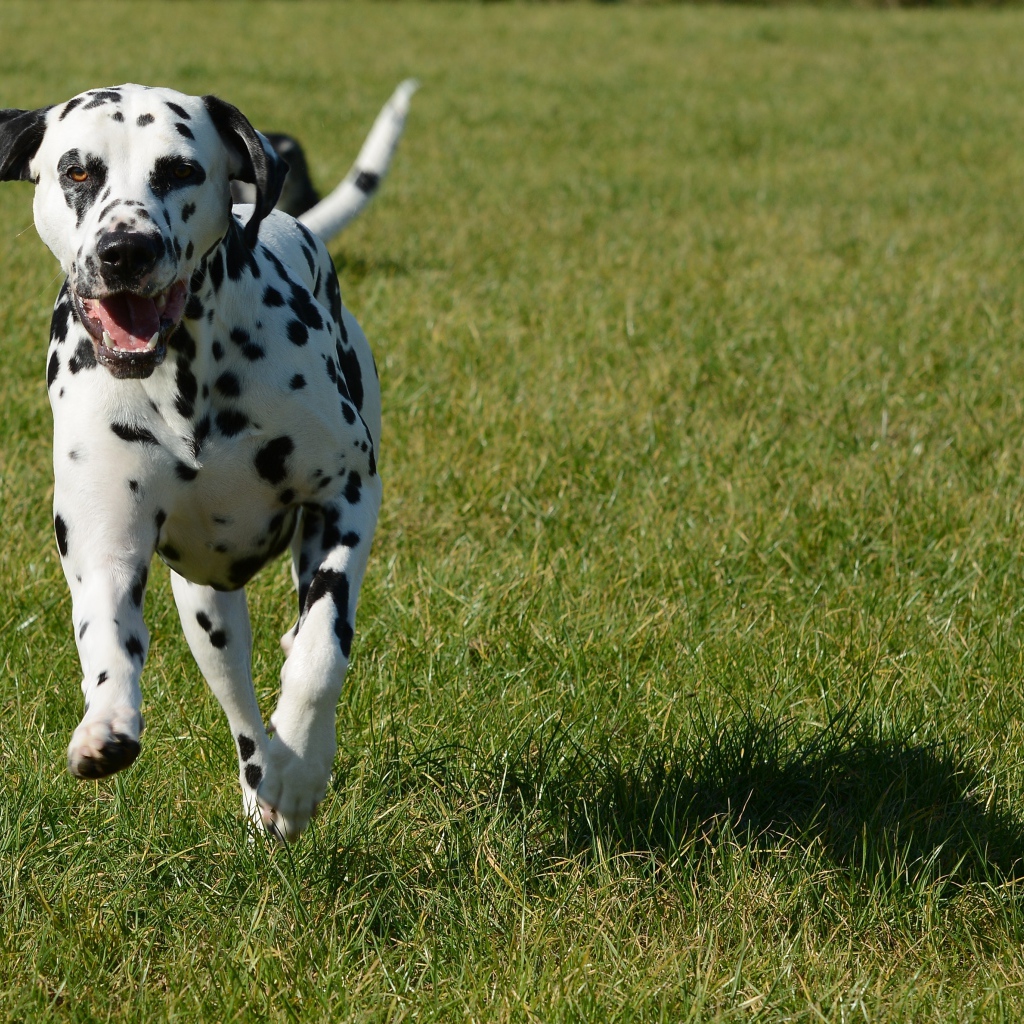 Довольный пятнистый далматин бежит по траве 