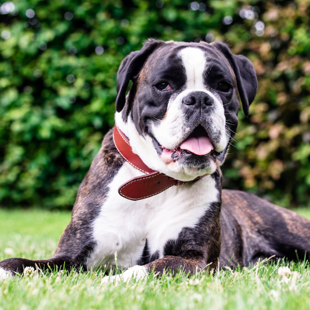 Большой боксер с открытой пастью лежит на траве