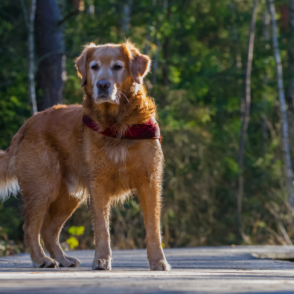 Большой золотистый ретривер стоит на деревянном мосту