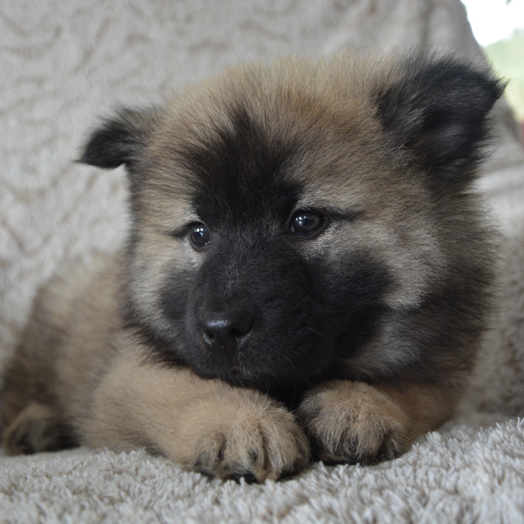 Щенок акита ину лежит на кресле 