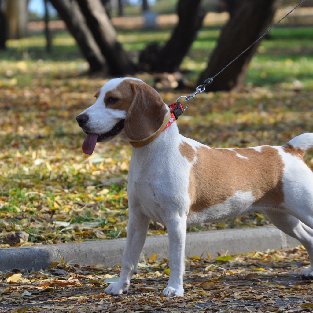 Красивый пес  породы бигль в парке 