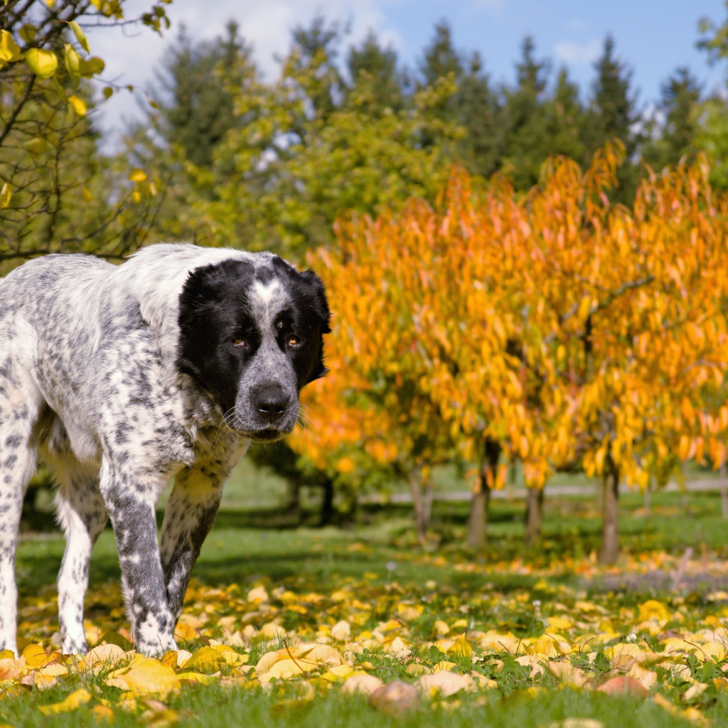 Большой алабай идет по парку осенью 