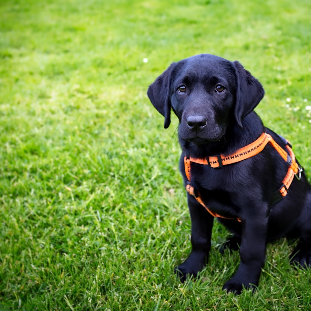 Большой черный лабрадор сидит на зеленой траве 
